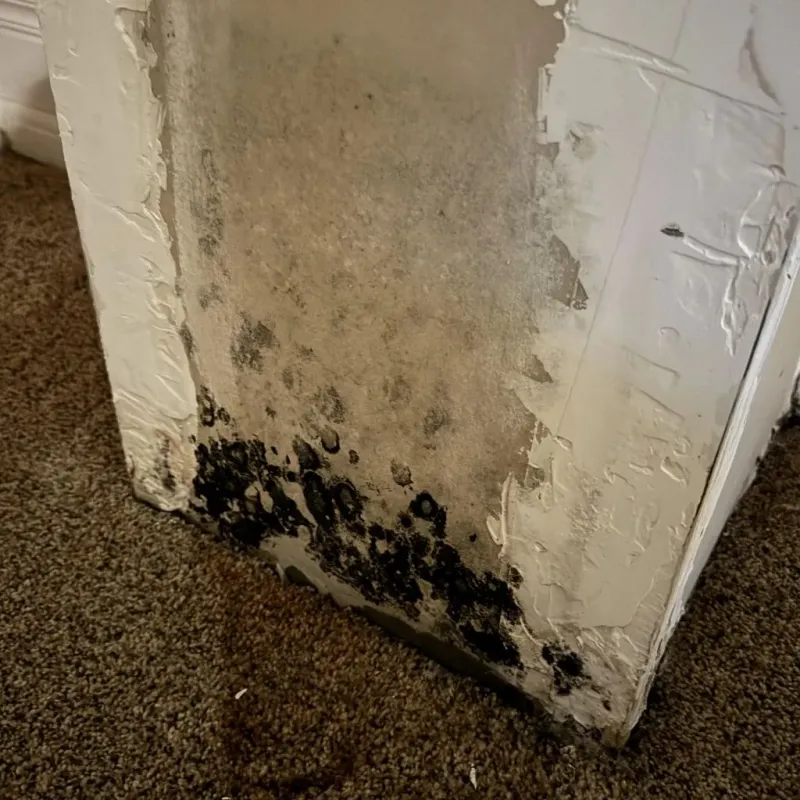 Professional Mold Removal in Hazleton, PA